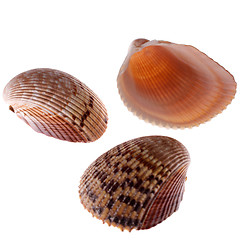 Image showing cockleshells