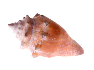 Image showing fighting conch