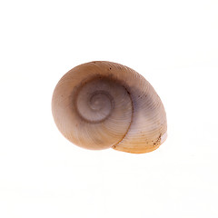 Image showing moon snail