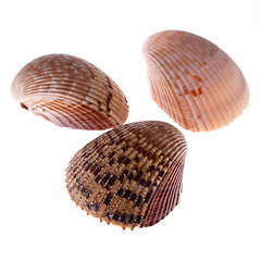 Image showing three mussels