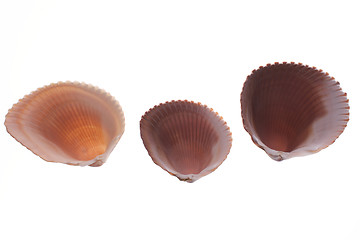 Image showing underside of cockleshells