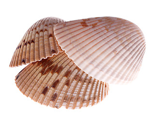 Image showing Van Hyning Cockle stack