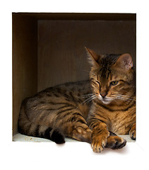 Image showing bengal cat on shelf