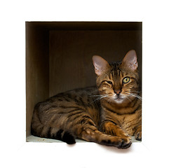 Image showing cat in box