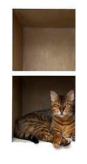 Image showing cat on shelf