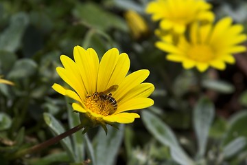 Image showing Busy Bee