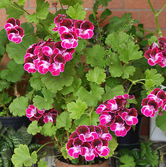 Image showing Geranium