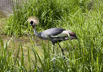 Image showing Grey Crowned Crane