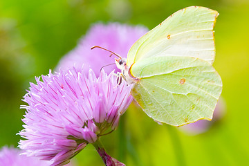 Image showing Brimstone butterfly