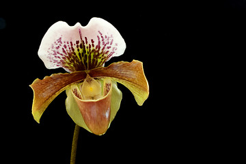 Image showing Lady's-slipper