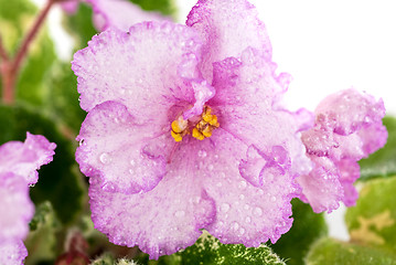 Image showing violet flower