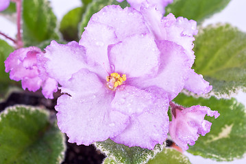 Image showing violet