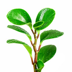 Image showing ficus plant closeup