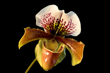 Image showing Lady's-slipper