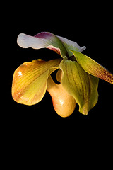 Image showing Lady's-slipper