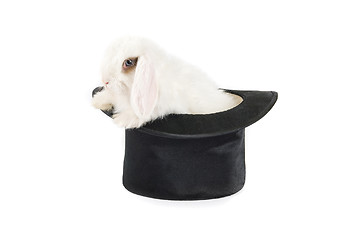 Image showing rabbit and black hat