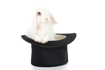 Image showing rabbit and black hat