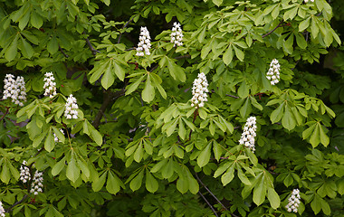 Image showing Blossoming of the chestnut tree in spring 