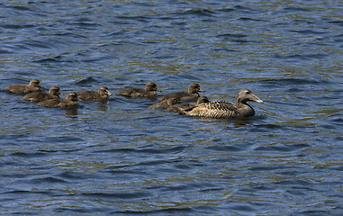 Image showing Eider