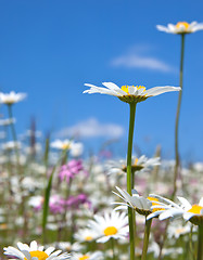 Image showing marguerite