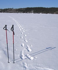 Image showing Walksticks