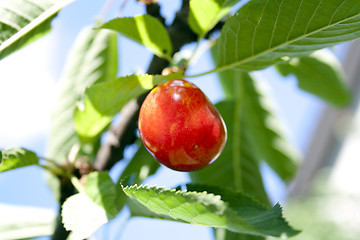 Image showing Cherry