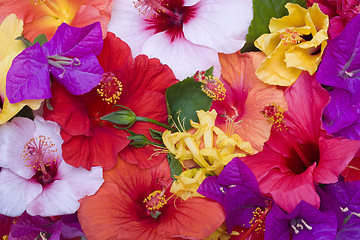 Image showing Hibiscus flowers 