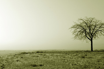 Image showing Lonely tree