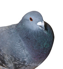 Image showing Homing Pigeon