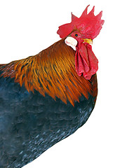 Image showing Rooster with Red Neck 