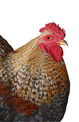 Image showing Speckled Rooster