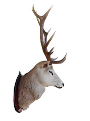 Image showing Mounted Stag Head