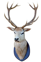 Image showing 13 Point Deer Head