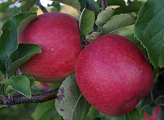 Image showing Ripe Apples
