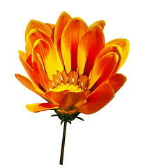 Image showing Orange Gazania