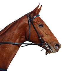 Image showing Chestnut Racehorse 