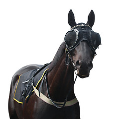 Image showing Racehorse with Pacifier Eye Mesh 