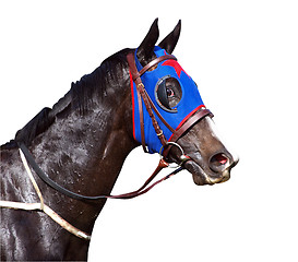 Image showing Sweaty Racehorse with Flared Nostrils