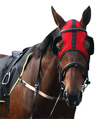 Image showing Racehorse with Red Hood