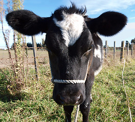 Image showing Big Ears