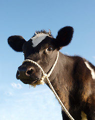 Image showing Calf With Rope Halter