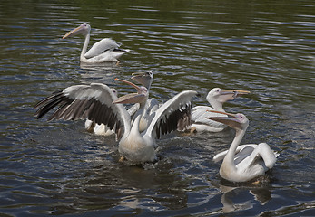 Image showing Feeding the pelicans