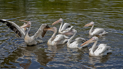 Image showing Mealtime for pelicans