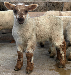 Image showing Pretty Lamb