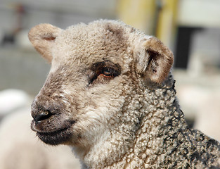 Image showing Cute Lamb