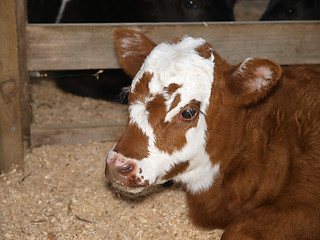 Image showing Nicely Marked Calf
