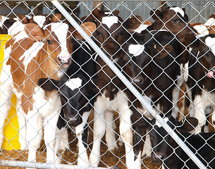 Image showing Calves