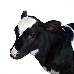 Image showing Friesian Calf 