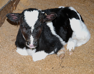 Image showing Day Old Calf