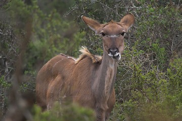 Image showing Feeding Female Kudu
